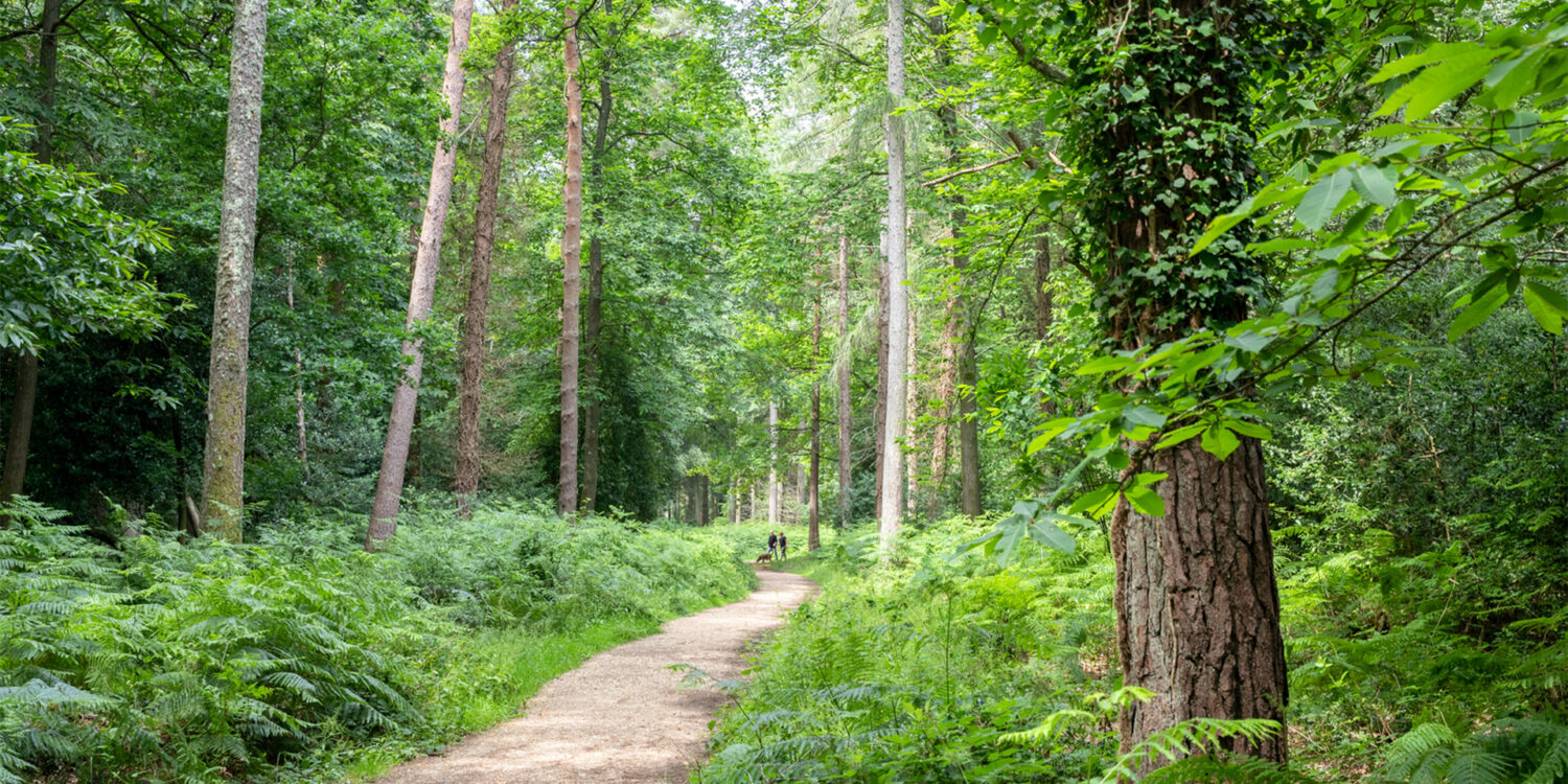 New Homes Fordingbridge, Alderholt Hampshire | Pennyfarthing Homes