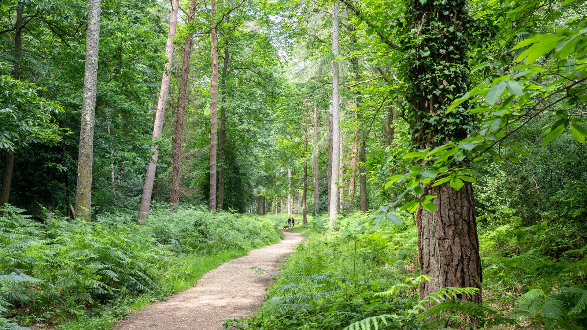 New Homes Fordingbridge, Alderholt Hampshire | Pennyfarthing Homes